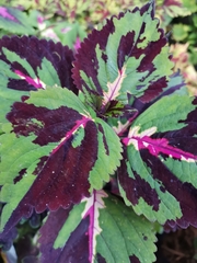 Coleus scutellarioides
