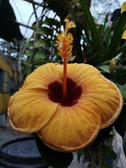 Hibiscus