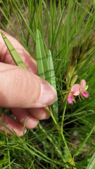 Alysicarpus glumaceus