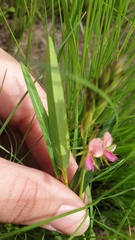 Alysicarpus glumaceus