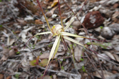 Caladenia validinervia