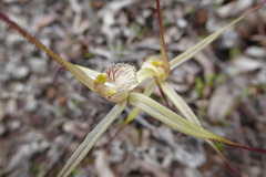 Caladenia validinervia