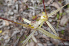 Caladenia validinervia