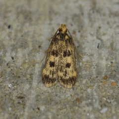 Martyringa latipennis