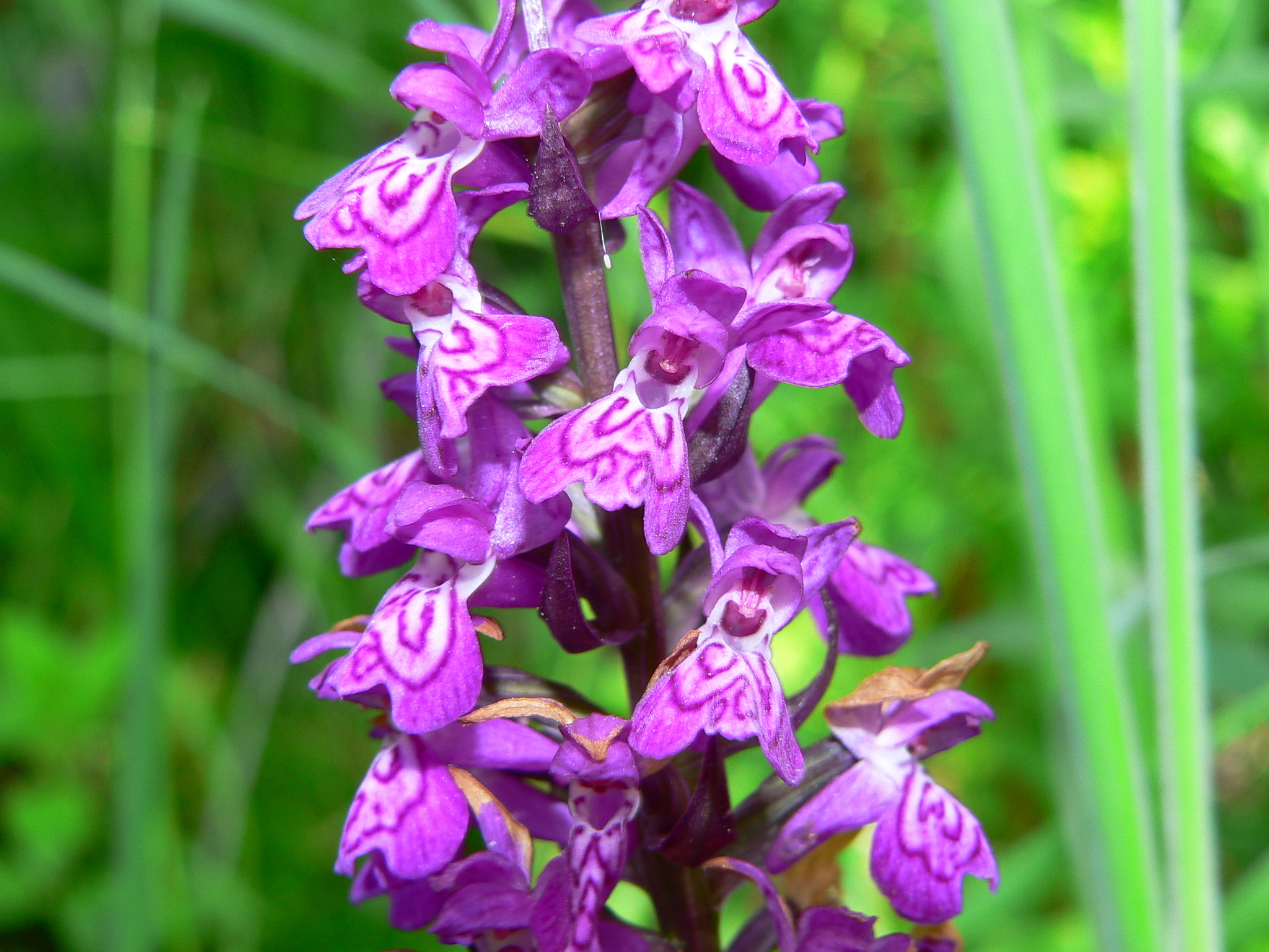 Salep orchid (Dactylorhiza incarnata ssp. incarnata)