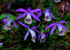Pleione formosana