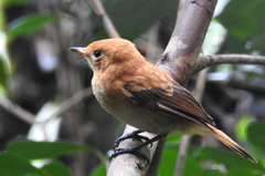 Pomarea dimidiata