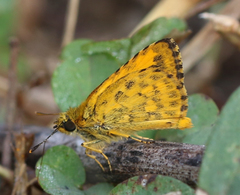Ampittia dioscorides dioscoride