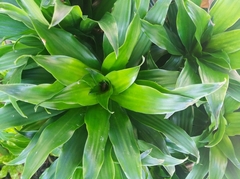 Dracaena fragrans compacta