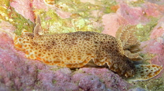 Chromodoris mandapamensis