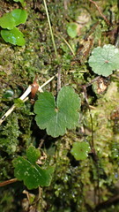 Hydrocotyle setulosa