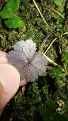 Hydrocotyle setulosa