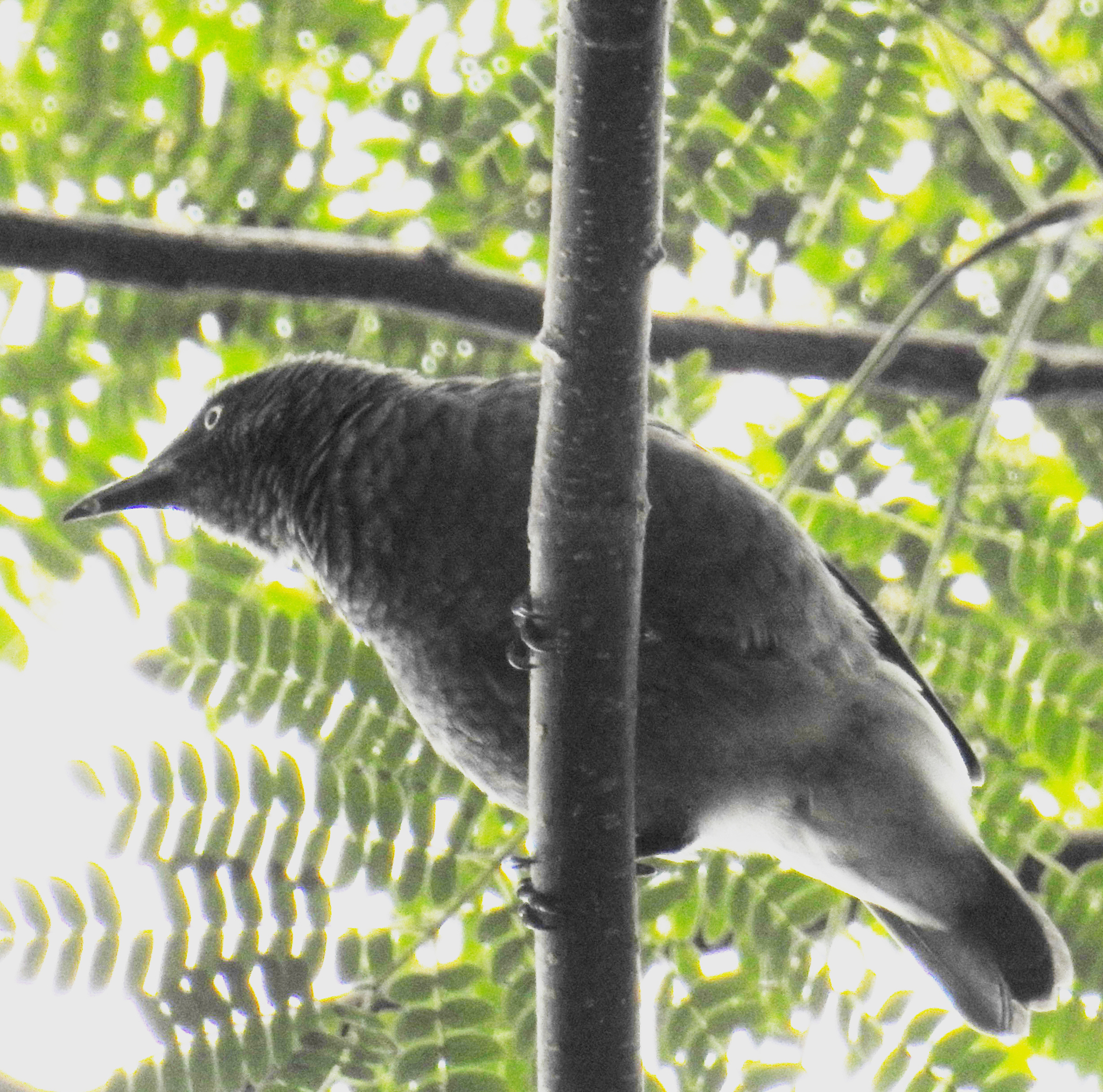 Rarotonga Starling (Aplonis cinerascens), photo 3