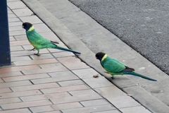 Barnardius zonarius zonarius