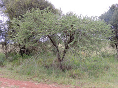 Vachellia seyal