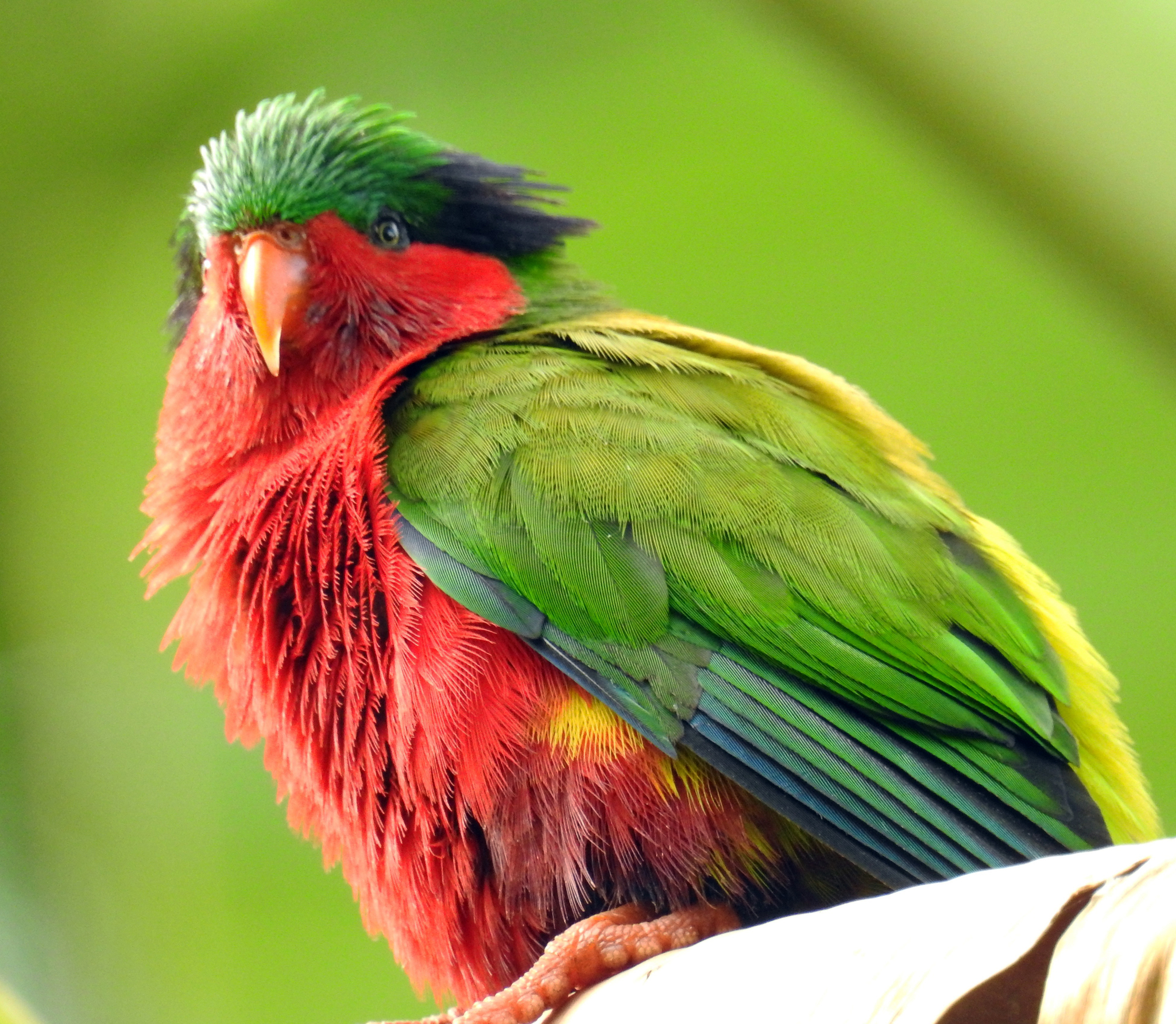 Kuhl's Lorikeet illustration