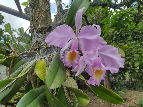 Cattleya trianae