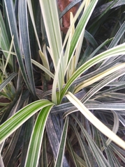 Ophiopogon jaburan