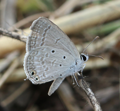 Euchrysops cnejus cnejus