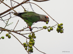 Poicephalus fuscicollis suahelicus