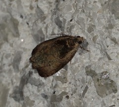 Olethreutes punctanum