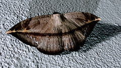 Lepidoptera