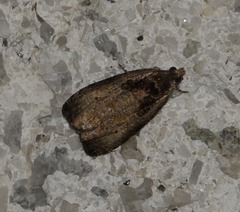 Olethreutes punctanum