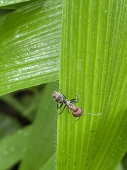 Camponotus rufoglaucus