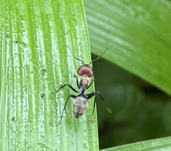 Camponotus rufoglaucus