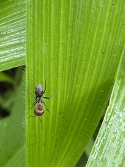Camponotus rufoglaucus