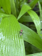 Camponotus rufoglaucus