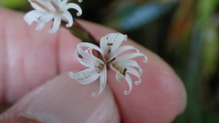 Ainsliaea macroclinidioides