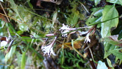 Ainsliaea macroclinidioides