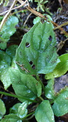 Ainsliaea macroclinidioides