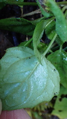 Ainsliaea macroclinidioides