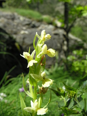 Dactylorhiza insularis