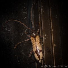 Phoracantha mitchelli