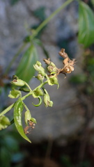 Teucrium bidentatum