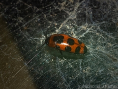 Episcaphula australis