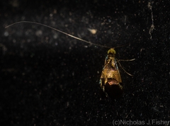 Nemophora opalina