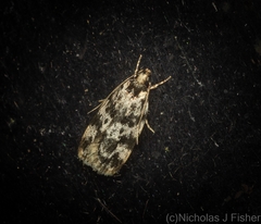 Barea eucapnodes