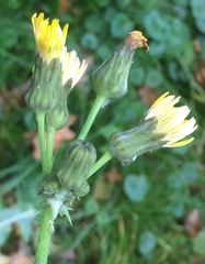 Sonchus
