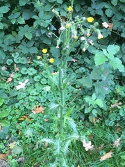 Sonchus