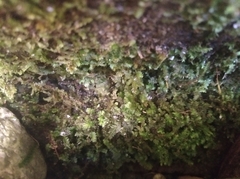 Bryophyta