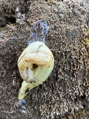 Urocyclidae