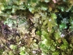 Bryophyta