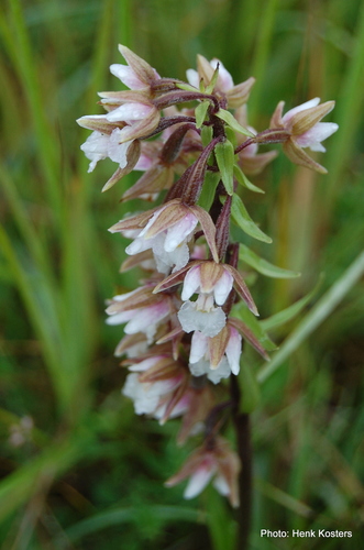Marsh Helleborine