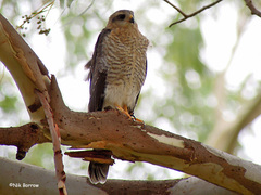 Accipiter ovampensis