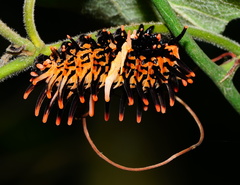 Troides aeacus formosanus