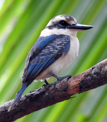 Todiramphus tutus atiu